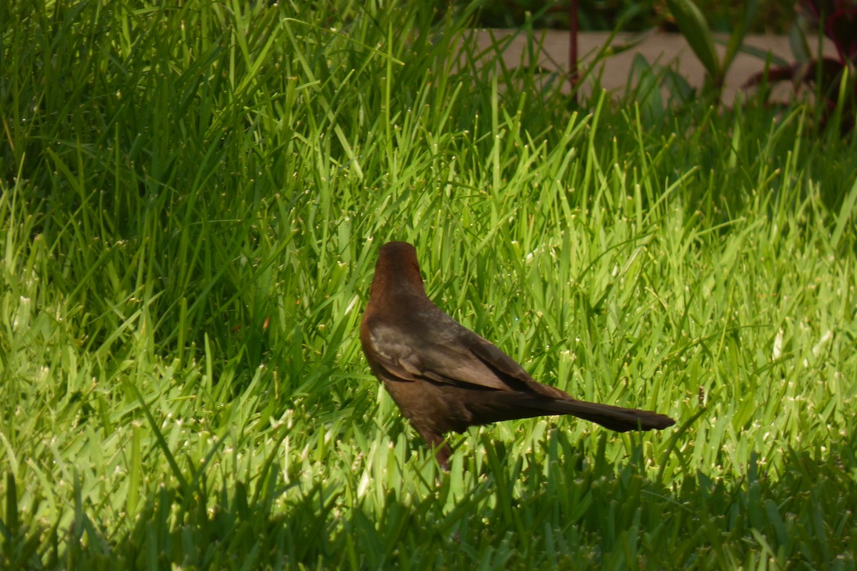 Great-tailed Grackle - ML155914091