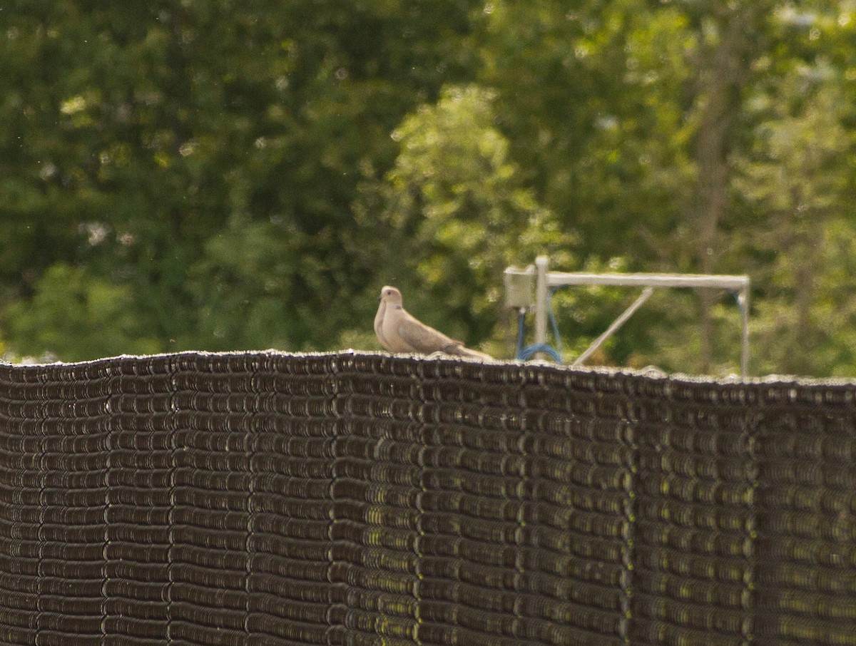 Eurasian Collared-Dove - ML155915901