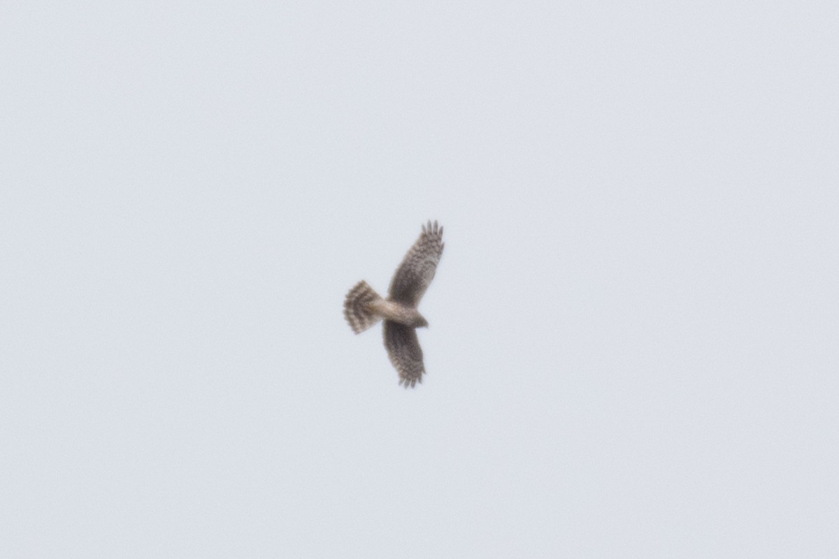 Northern Harrier - ML155916571