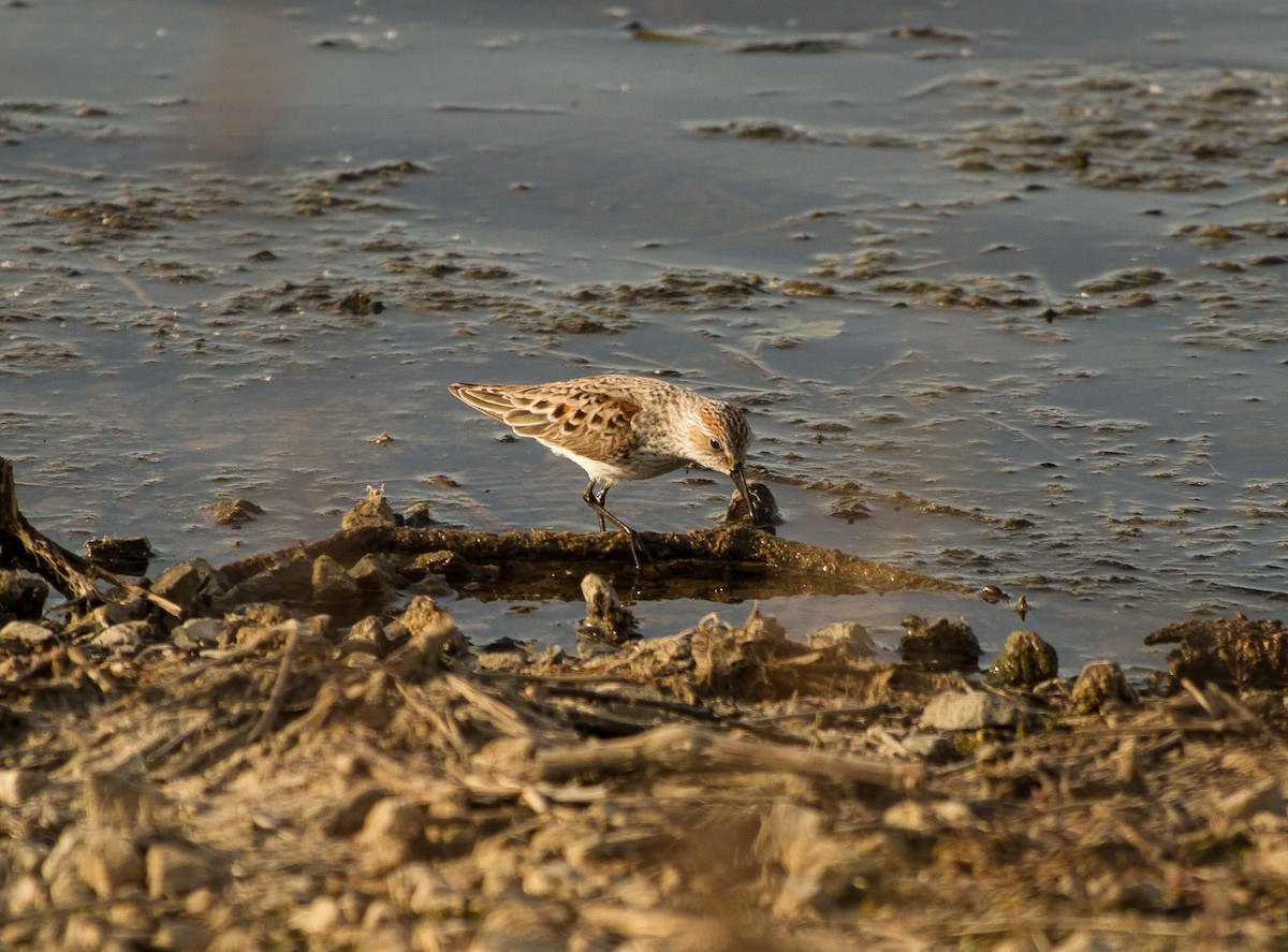 Western Sandpiper - Tanya Pluth