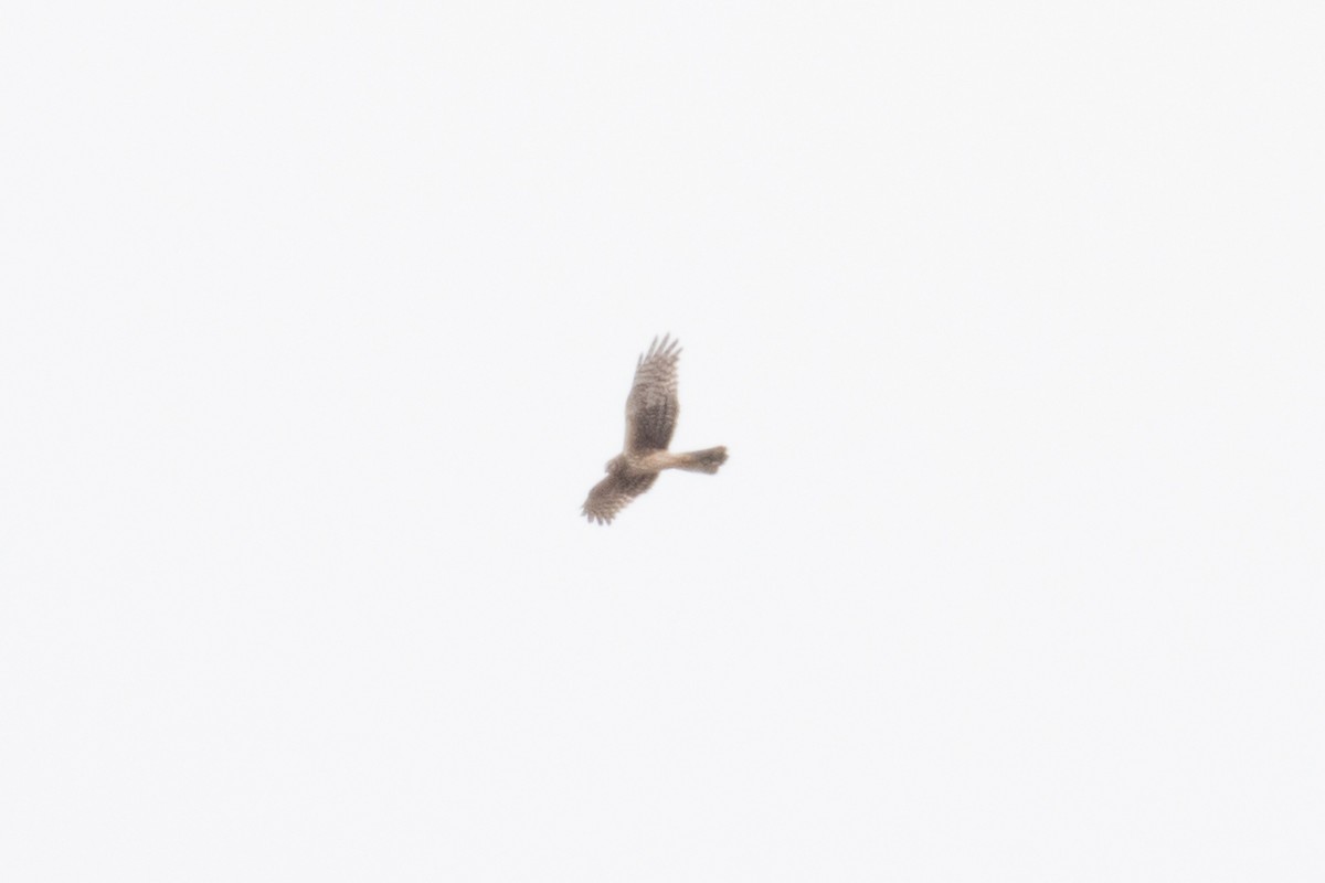 Northern Harrier - ML155917331