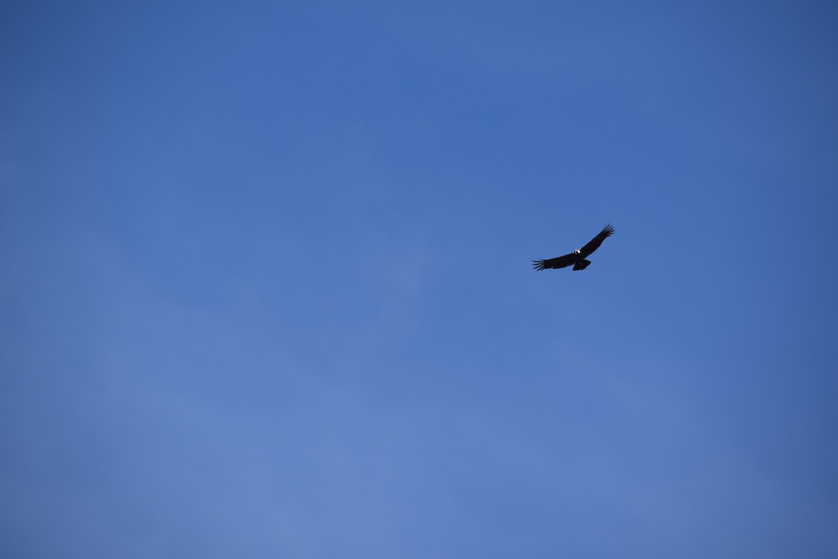 Andean Condor - Cristian de Jesus Sierra Villalba