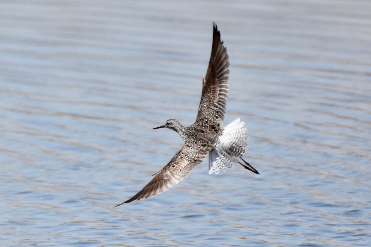 Lesser Yellowlegs - ML155919961