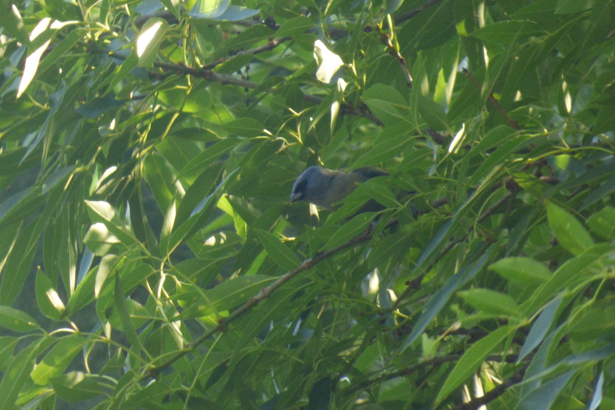 Yellow-winged Tanager - Axel Chiquin