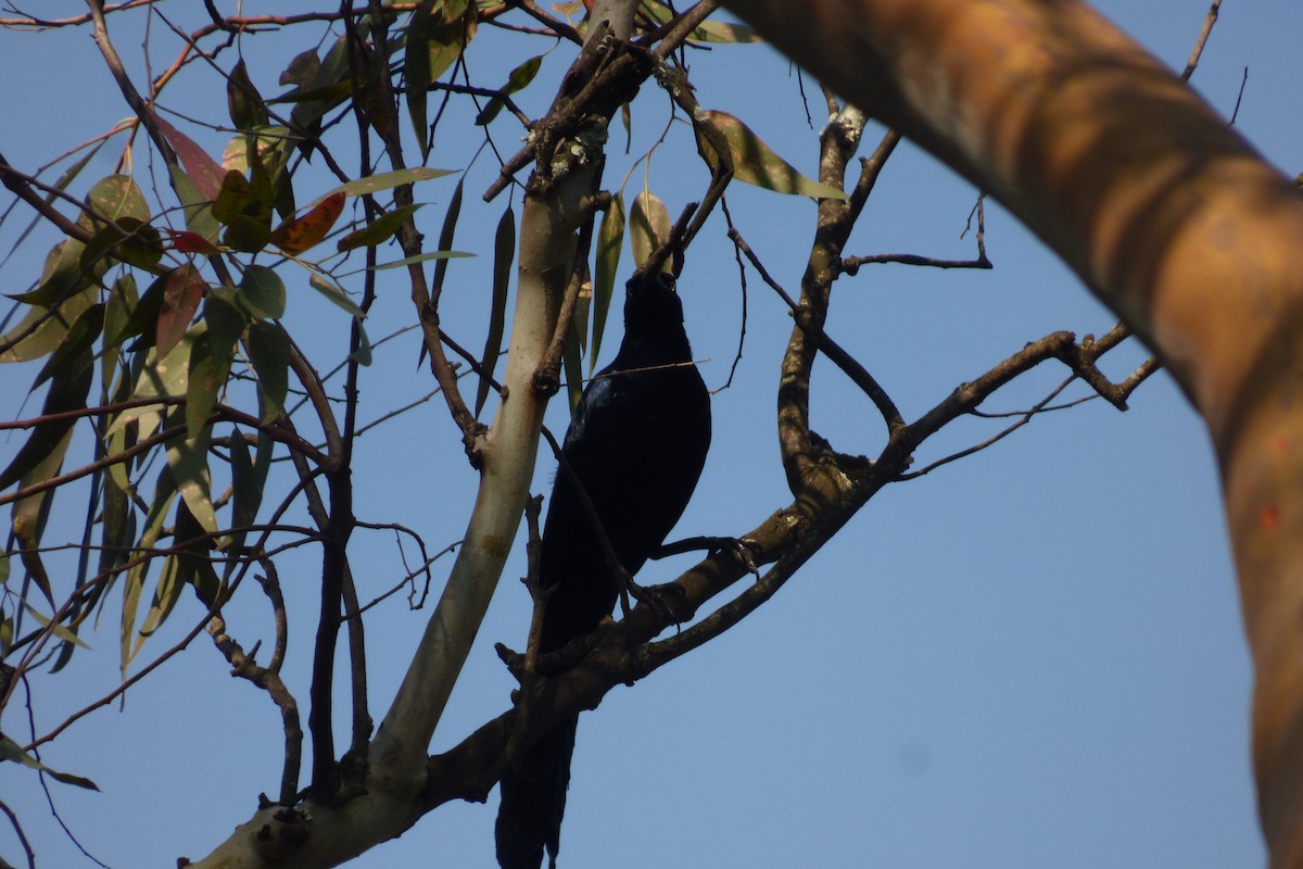 Great-tailed Grackle - ML155920031