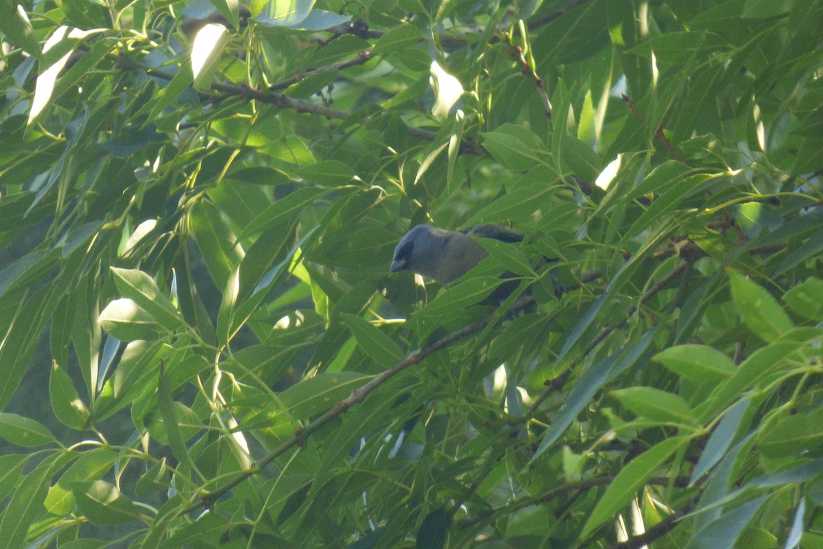 Yellow-winged Tanager - ML155920041