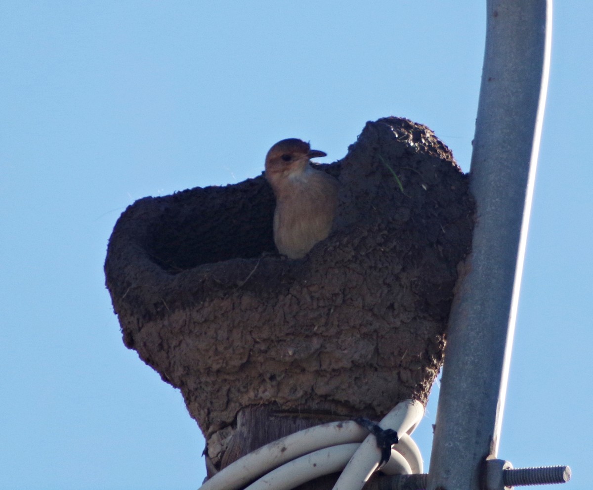 Rufous Hornero - ML155921071