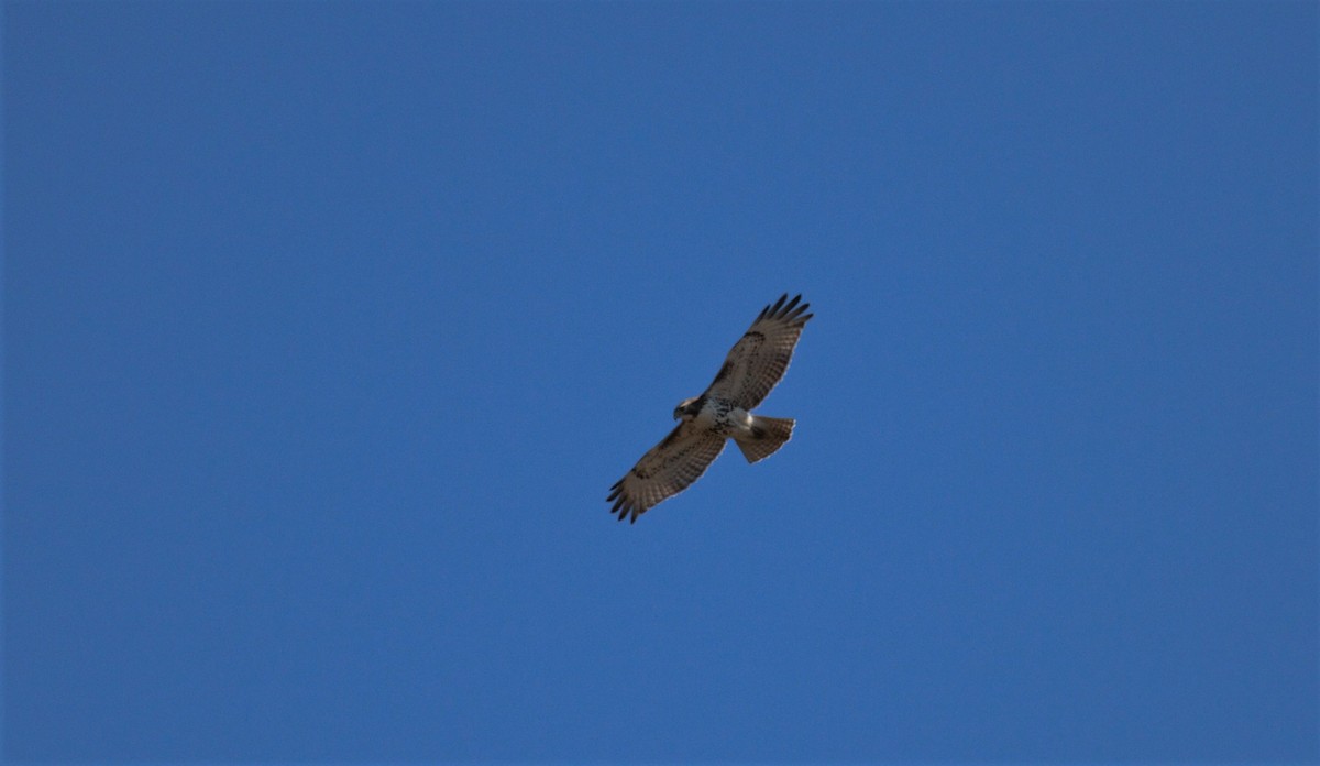 Red-tailed Hawk - ML155922281