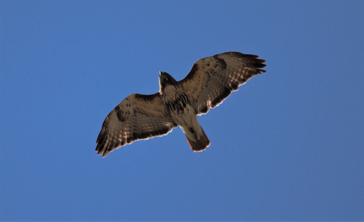 Red-tailed Hawk - ML155922291