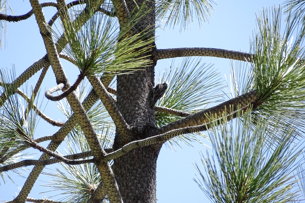 Brown Creeper - ML155922921