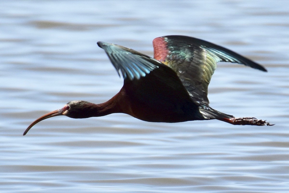 ibis americký - ML155923021