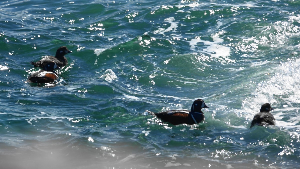 Хотгуужин чөрх - ML155924151