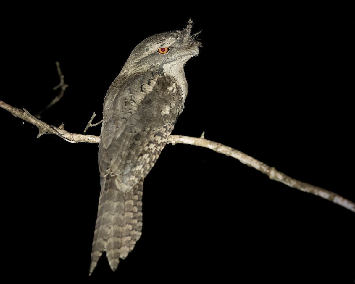 Marbled Frogmouth - Terence Alexander