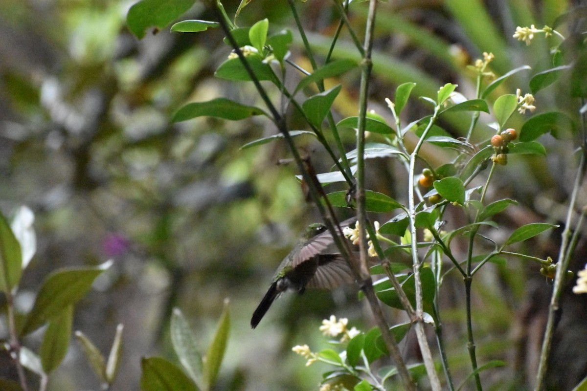 kolibřík dřišťálový - ML155927041