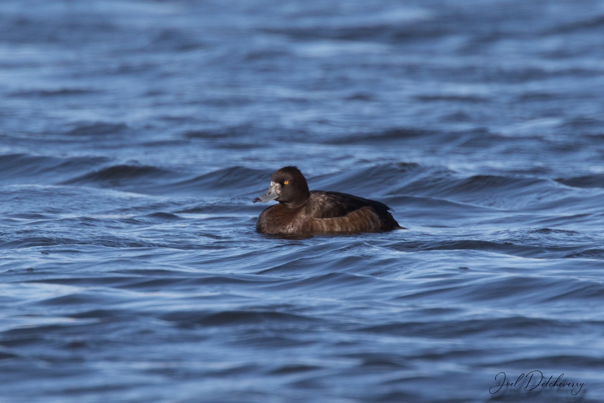 Tufted Duck - ML155927761