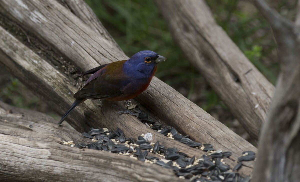 Varied x Painted Bunting (hybrid) - ML155927831
