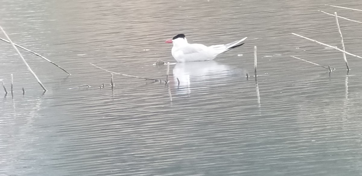 Caspian Tern - ML155928361