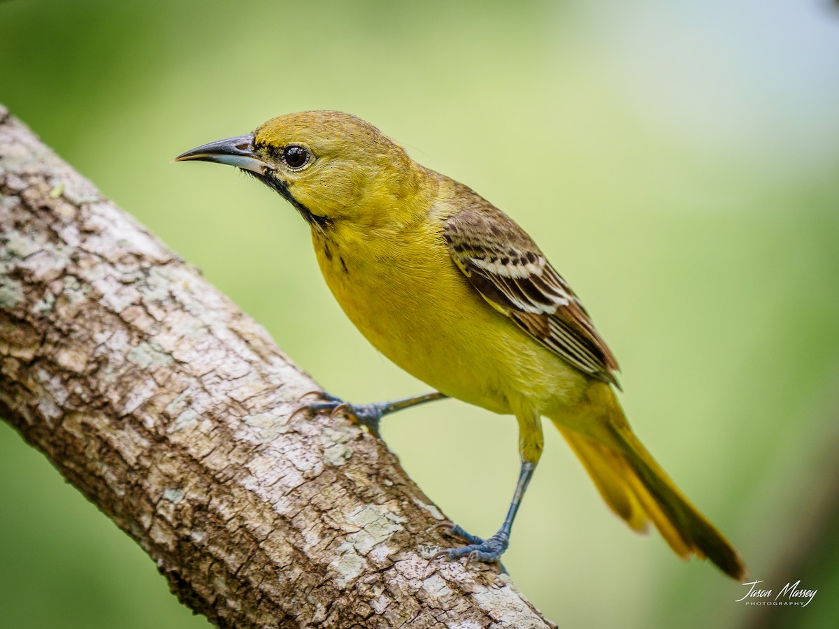 Orchard Oriole - ML155929111