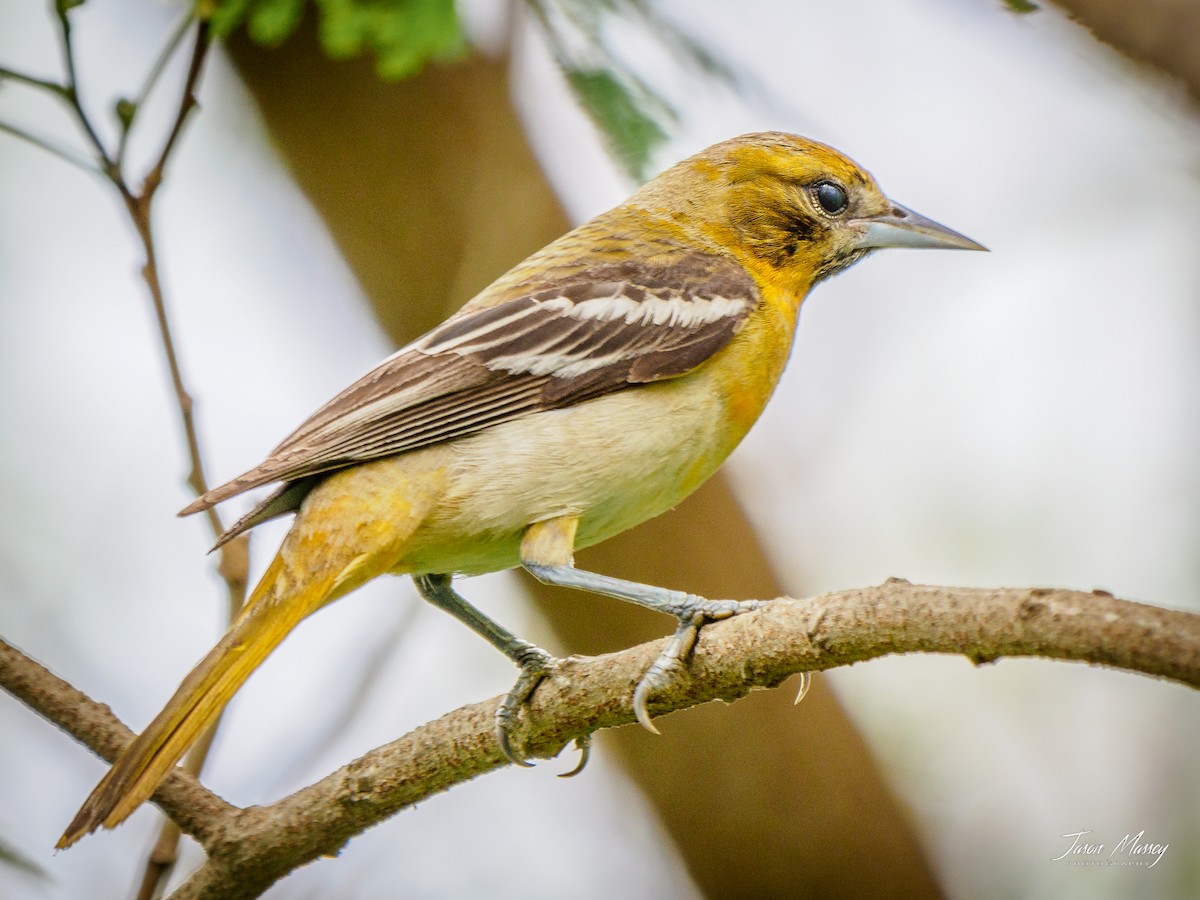 Baltimore Oriole - Jason Massey