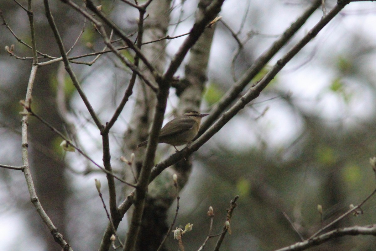 Worm-eating Warbler - ML155929561