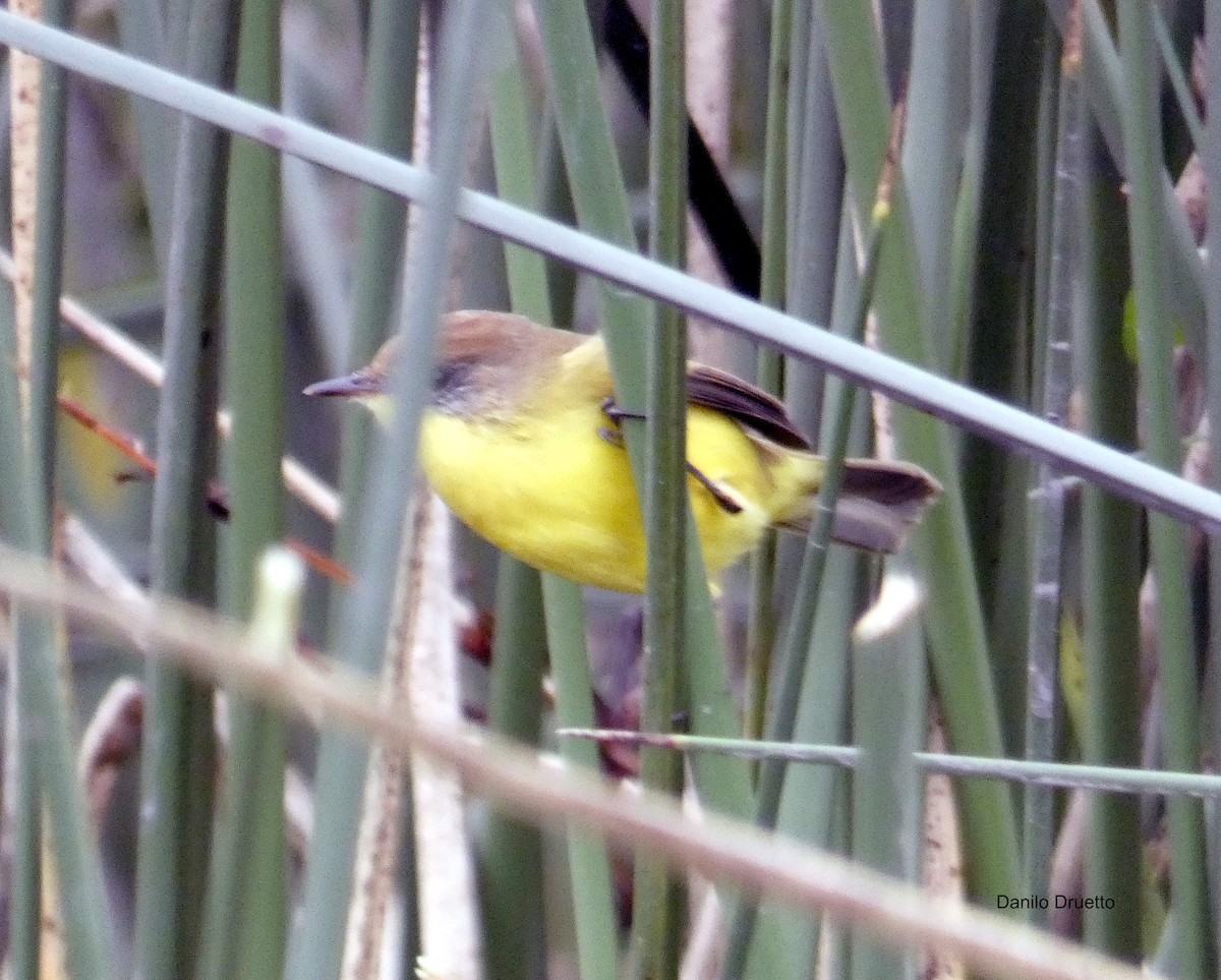 Warbling/Ticking Doradito - Danilo Druetto