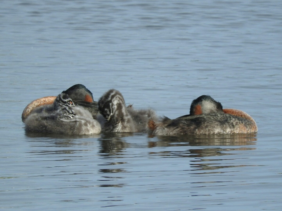 Great Grebe - ML155932181