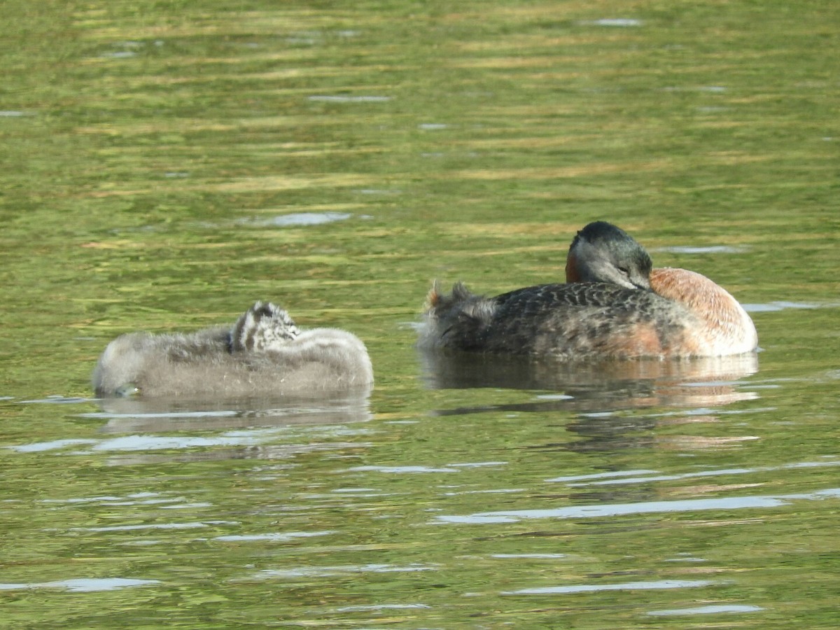 Great Grebe - ML155932191