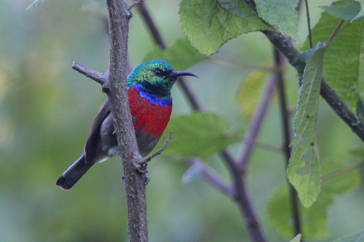 Northern Double-collared Sunbird - ML155932911