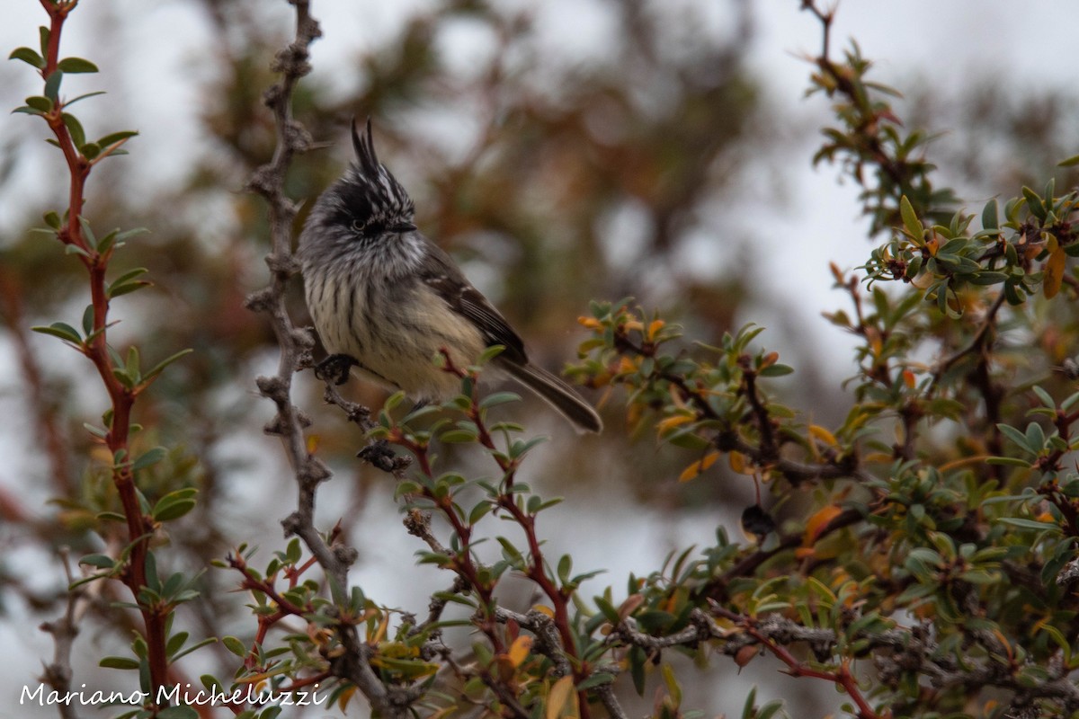 Tufted Tit-Tyrant - COA El Calafate