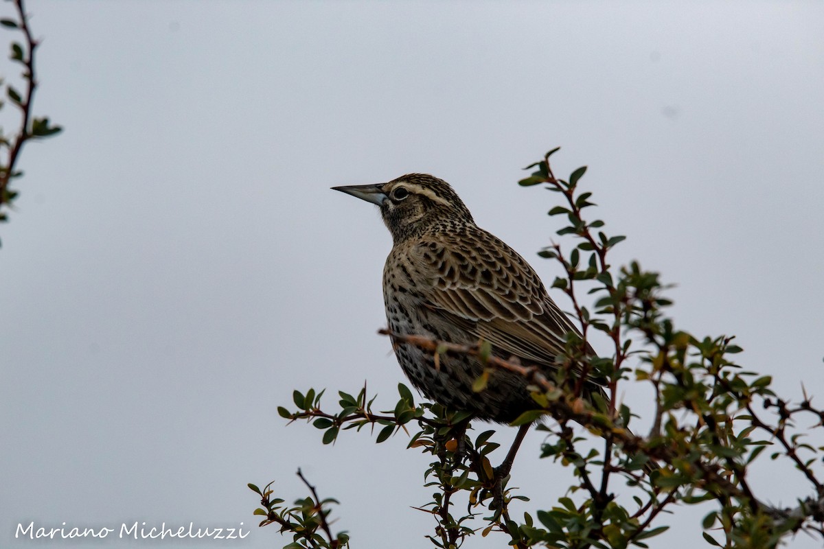 Long-tailed Meadowlark - COA El Calafate