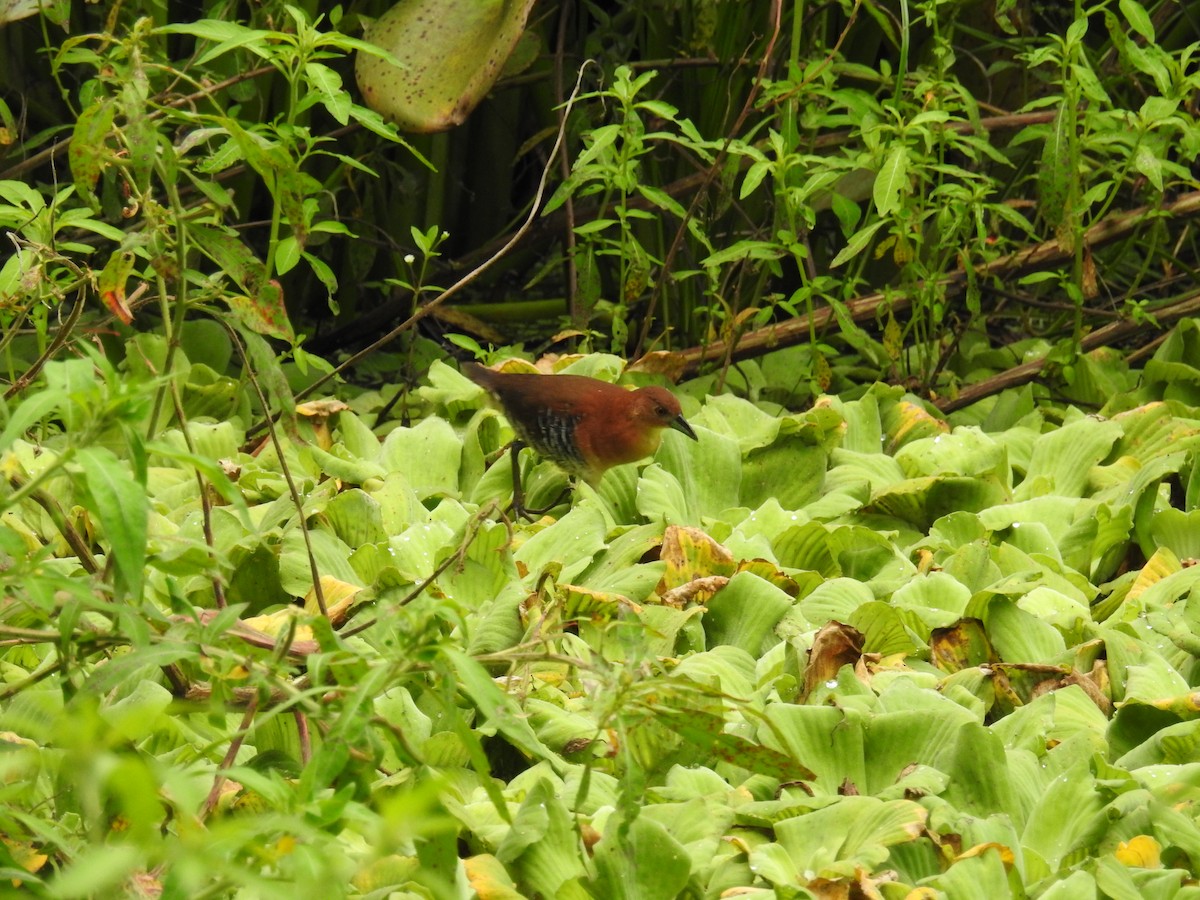 キタノドジロコビトクイナ - ML155935961