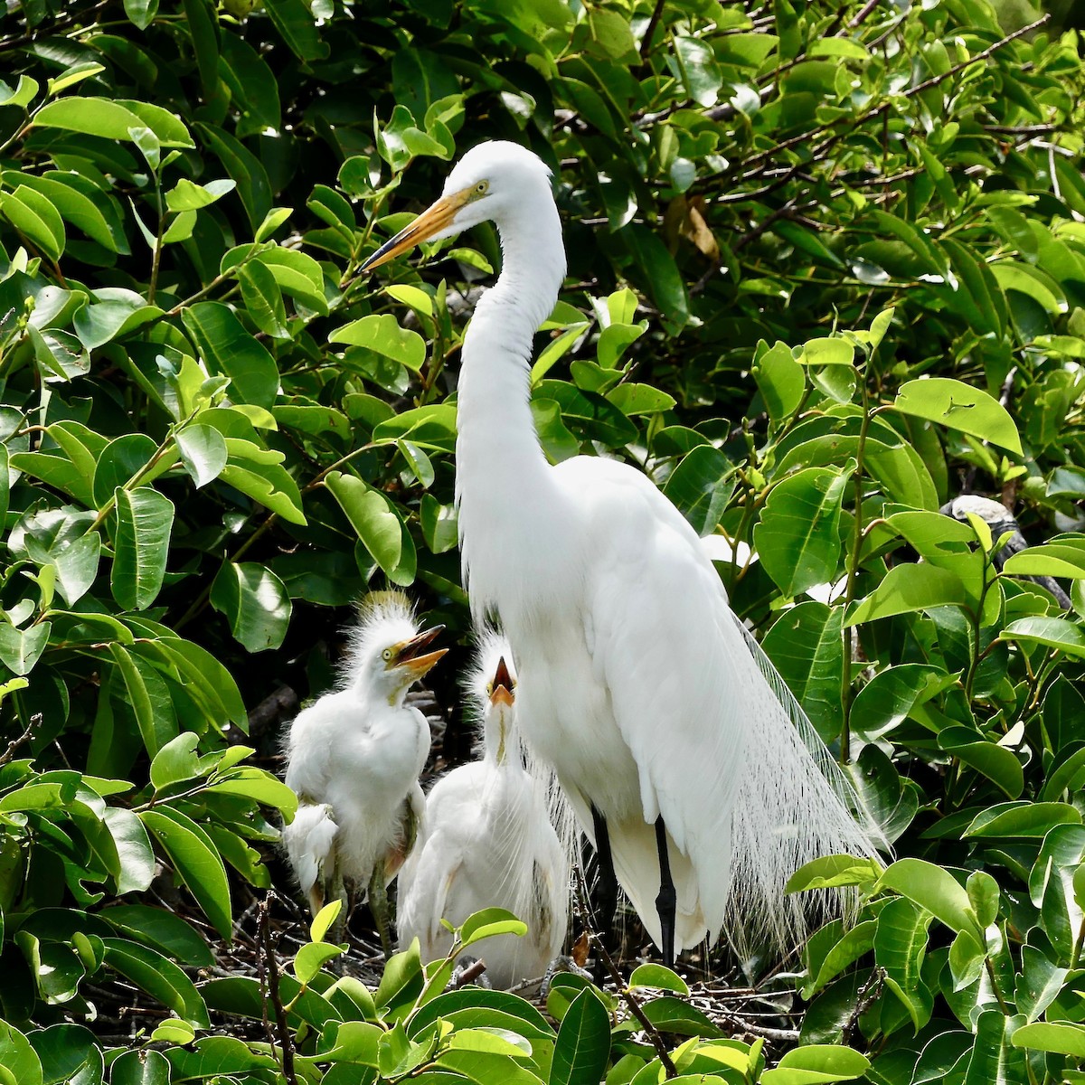 Great Egret (American) - Tom Shepard