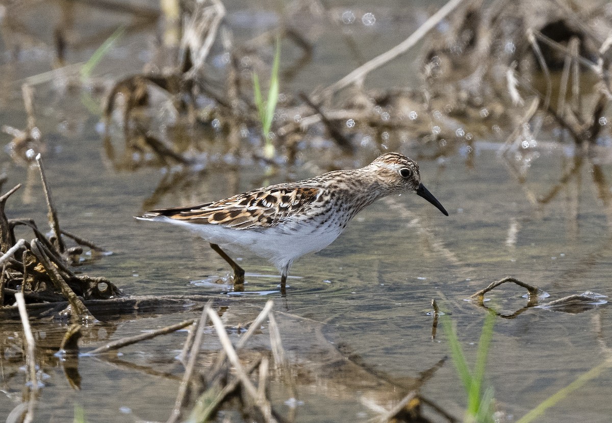 Least Sandpiper - ML155938631