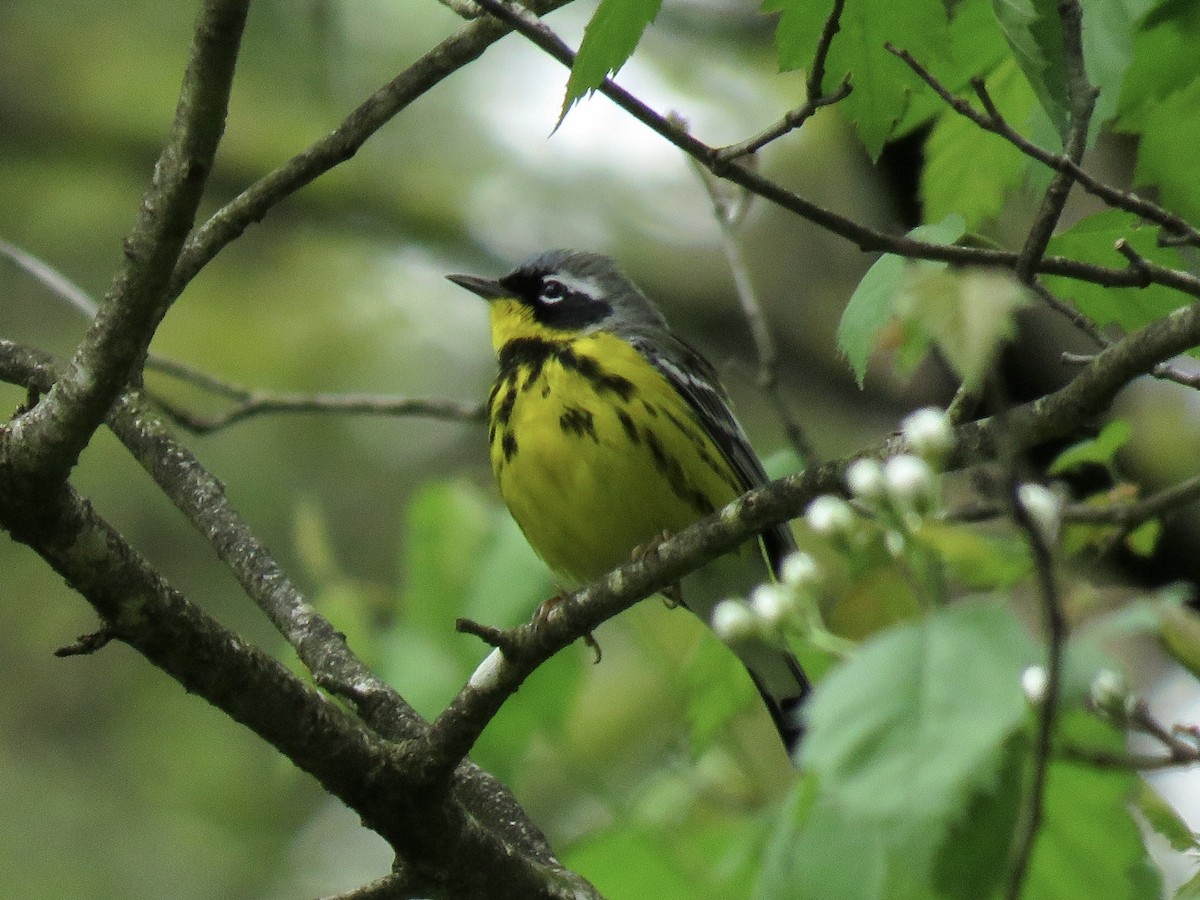 Magnolia Warbler - ML155938851