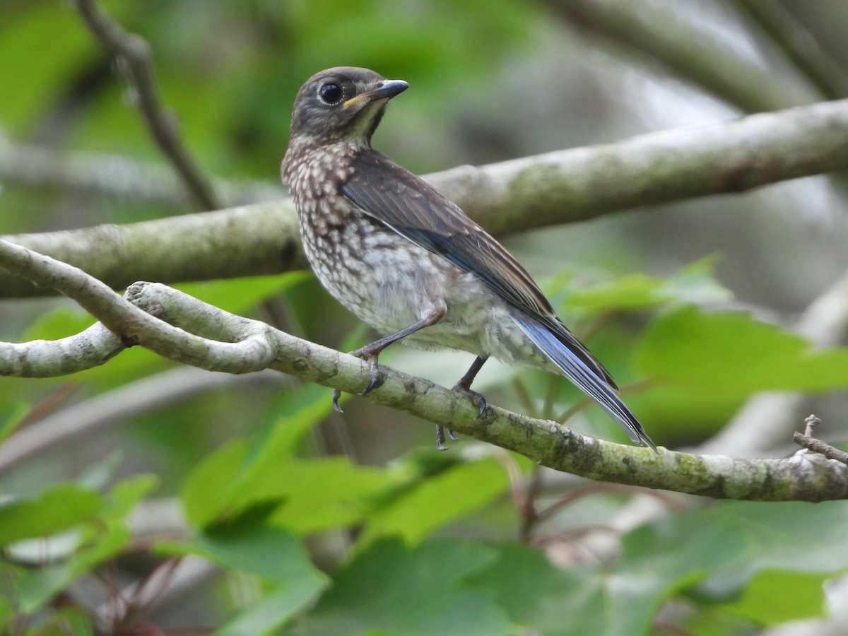 Eastern Bluebird - ML155939061