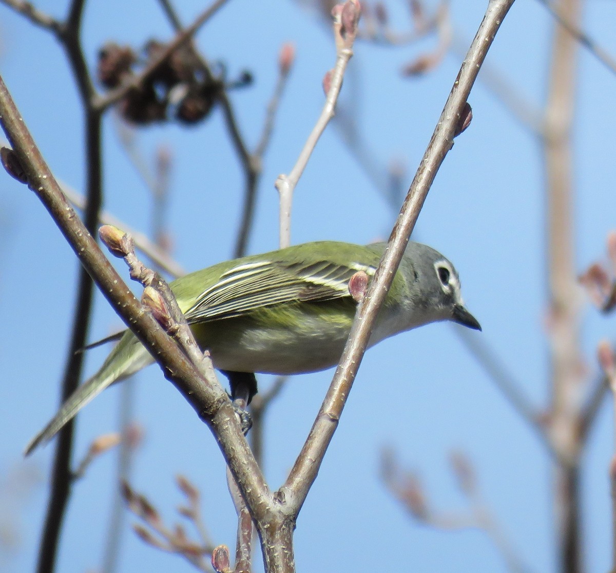 Blue-headed Vireo - ML155939931