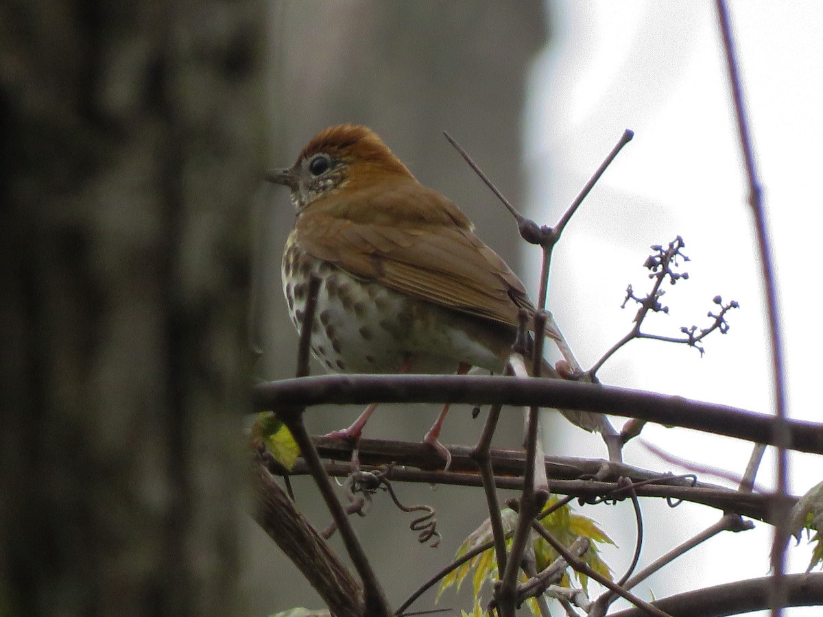 Wood Thrush - ML155940161