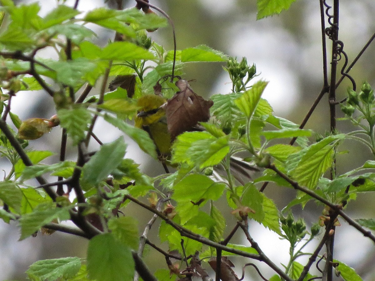 blåvingeparula - ML155940911