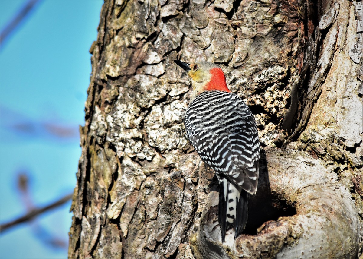 Red-bellied Woodpecker - ML155942191