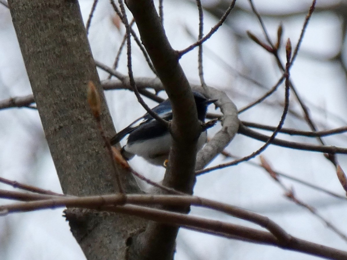 Black-throated Blue Warbler - ML155944161