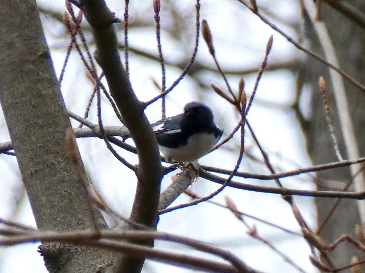 Black-throated Blue Warbler - ML155944171