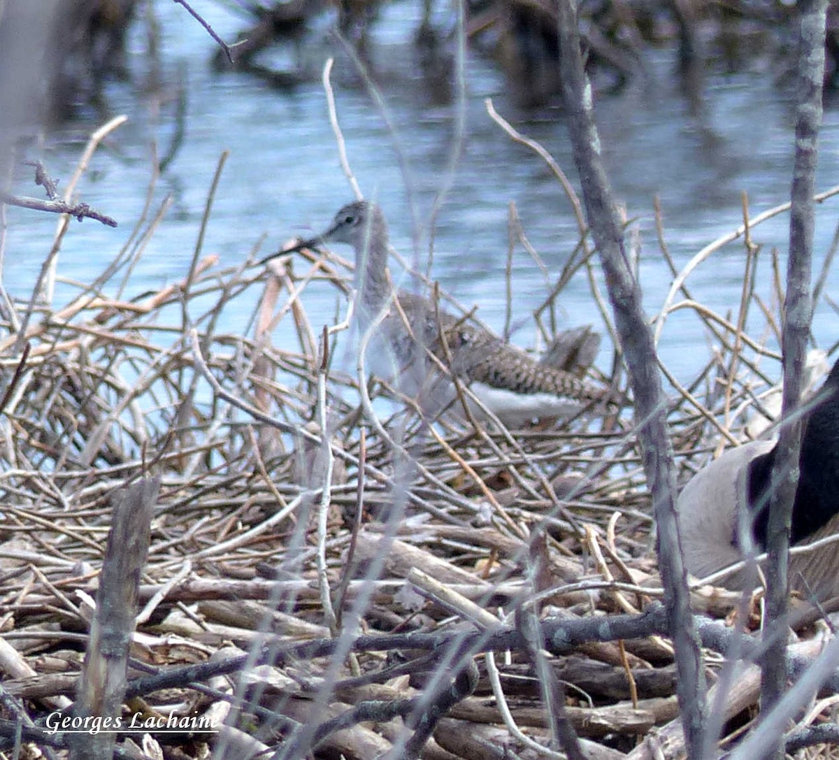 Greater Yellowlegs - ML155945711