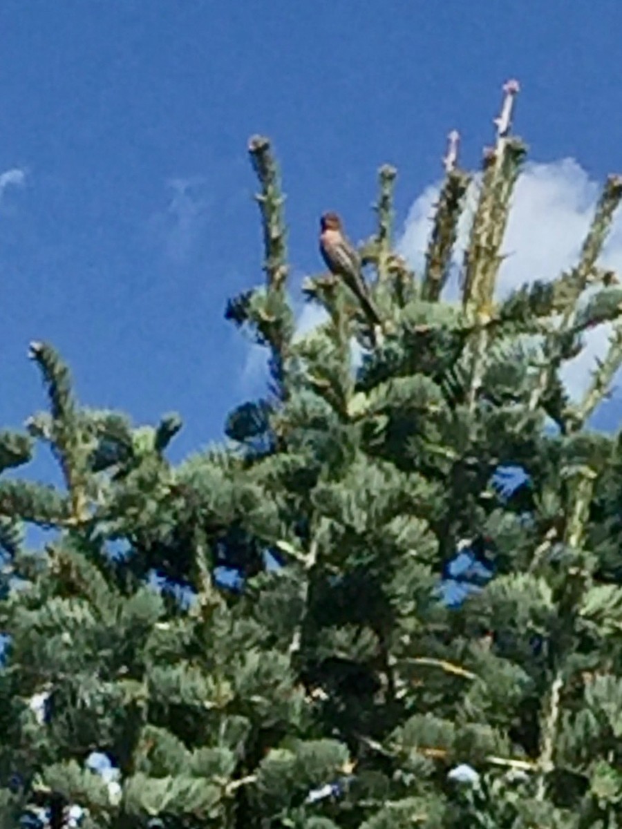 House Finch - ML155948521