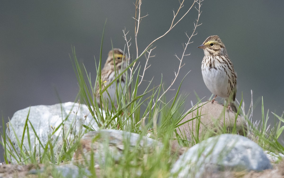 Savannah Sparrow - ML155951571