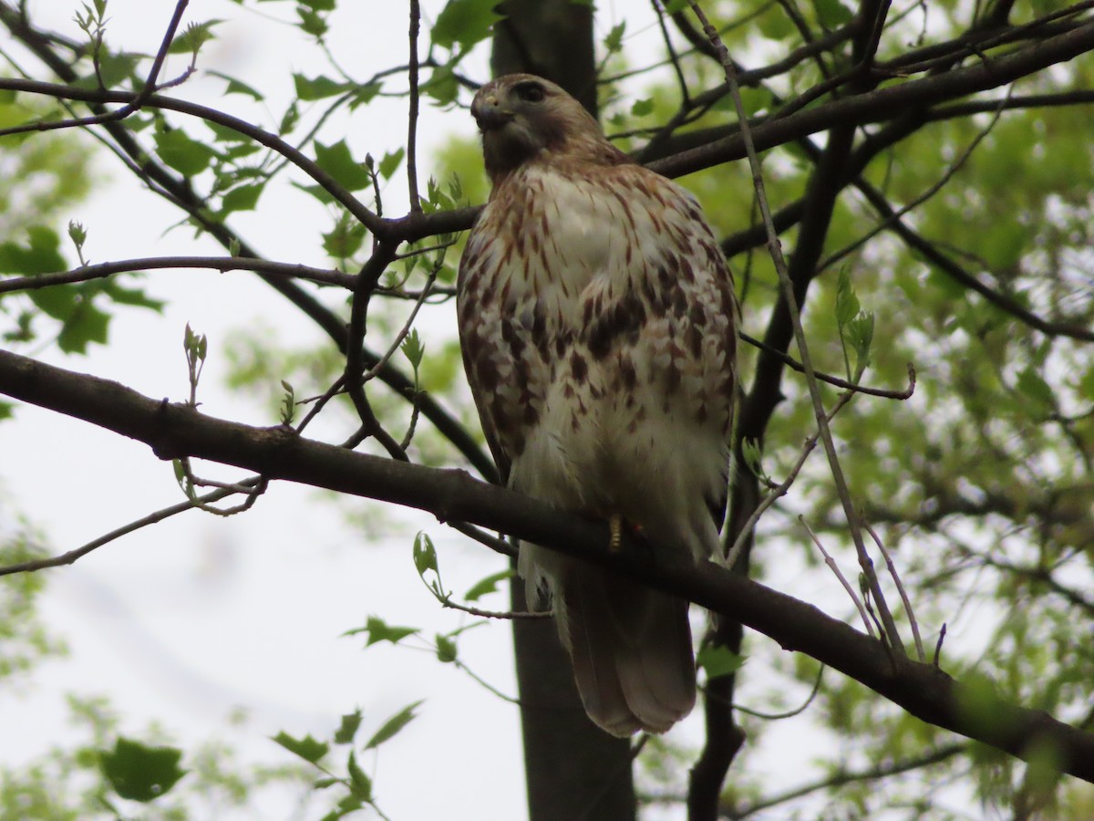 Red-tailed Hawk - ML155952041
