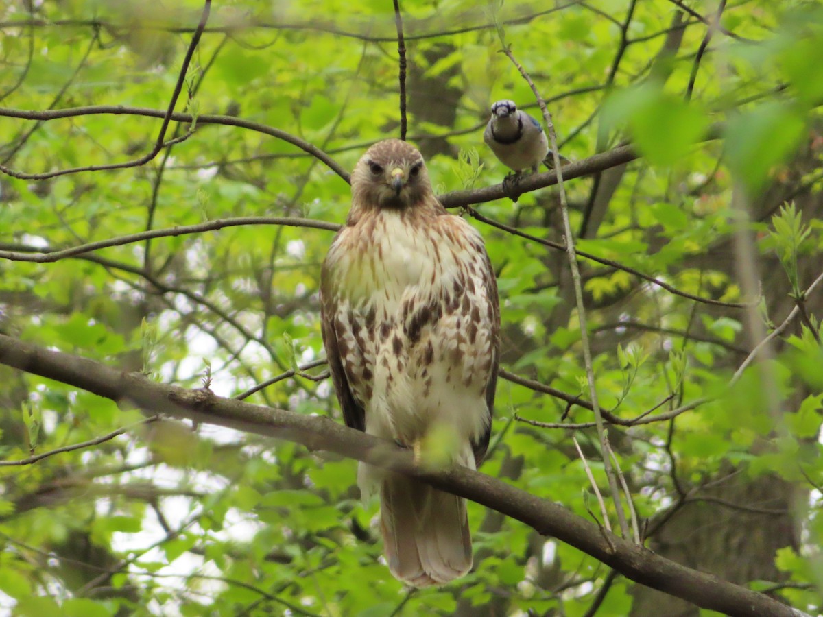Red-tailed Hawk - ML155952271