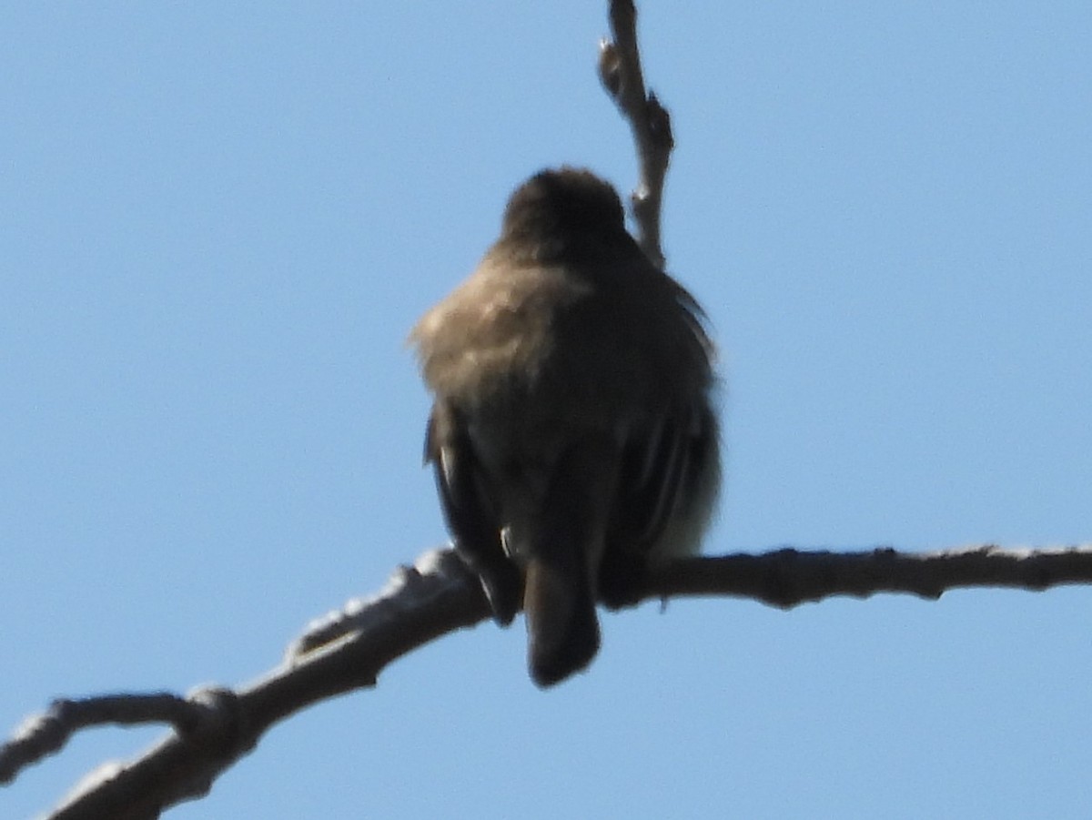 Eastern Phoebe - ML155953161