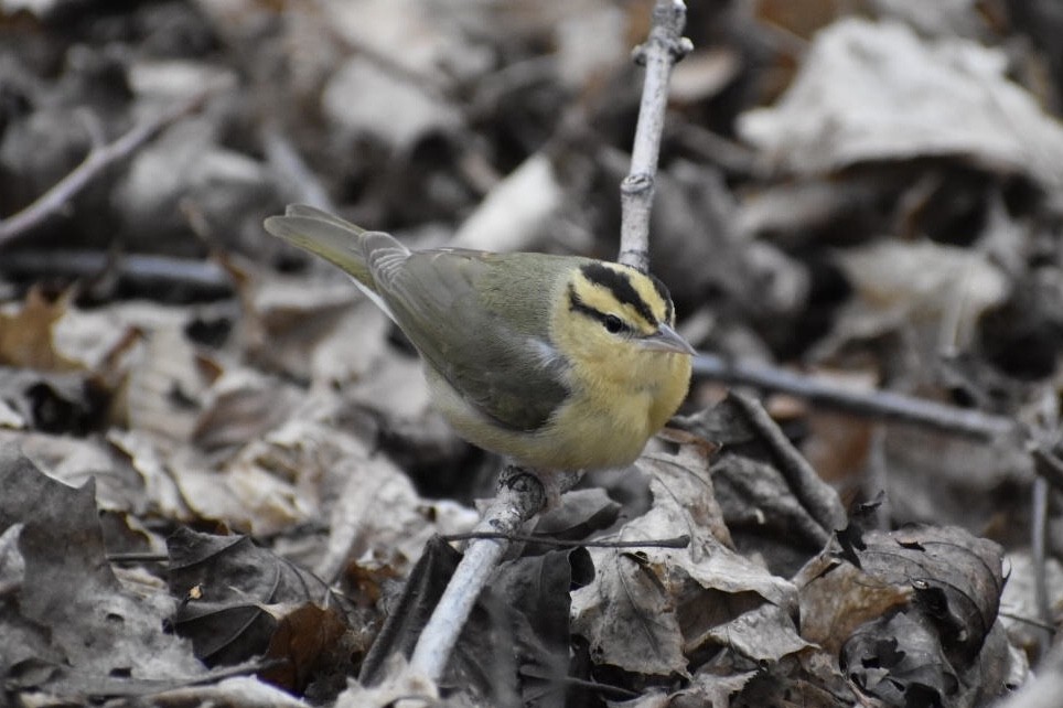 Worm-eating Warbler - Alyssa Nowicki