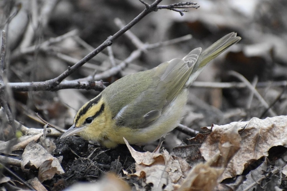 Worm-eating Warbler - Alyssa Nowicki