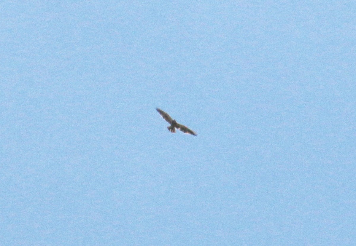 Swainson's Hawk - ML155954651